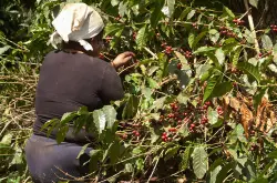 美洲产区危地马拉国家咖啡豆 具有美味均衡口感丰富浓郁的特征