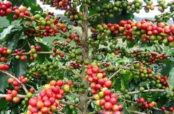 最古老的咖啡树品种，你不知道的咖啡文化，认识咖啡的神秘世界