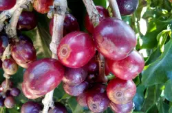非洲产区肯尼亚咖啡豆 具有以其浓郁芳香和酸度均衡的风味特征