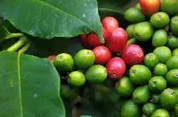 非洲产区坦桑尼亚咖啡豆 具有咖啡酸度柔和芳香诱人的风味特征