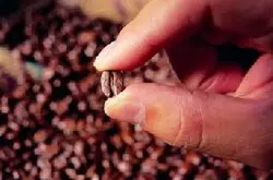 亚洲庄园塔希提岛咖啡豆 具有优雅的风味、圆润的口感的风味特征