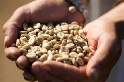 精品咖啡生豆 最新咖啡豆介绍 咖啡生豆历史传播详情