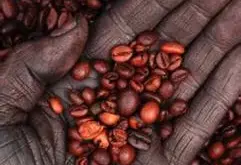 精品咖啡豆 最新埃塞俄比亚咖啡介绍 风味独特 口感十足