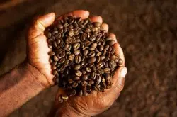 美洲咖啡豆 牙买加产区蓝山咖啡豆的风味口感特征及烘焙程度介绍