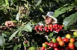 亚洲咖啡豆 多米尼加产区圣多明各咖啡豆的风味口感特征性介绍
