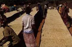 非洲咖啡豆 埃塞俄比亚产区摩卡高地咖啡豆风味口感特征性介绍