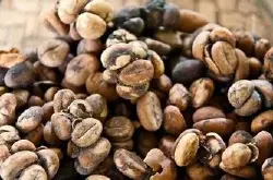 精品咖啡豆 麝香猫咖啡 精品咖啡风味介绍 口感十足