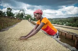 耶加咖啡产地：耶加雪啡G1 来自非洲最颠覆的咖啡风味口感特征介
