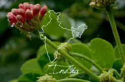 亚洲咖啡庄园 印度产区印尼西亚、苏门达腊、曼特宁的风味特征