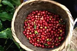 精品咖啡豆 云南咖啡 云南小粒咖啡 最新咖啡产地介绍 风味独特