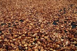关于咖啡豆的处理方法 咖啡果实的蜜处理法介绍及与其它的不同