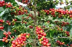 粗浅认识一下咖啡树的品种 详细分析一下咖啡树的分类介绍