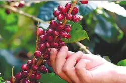 中国云南咖啡产区思茅咖啡豆 具有酸度适中的风味口感特征