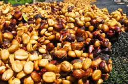 蜜处理法介绍 Honey Process Coffee 什么是蜜处理咖啡豆？
