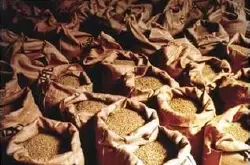 美洲精品咖啡危地马拉咖啡豆等级分类 阿拉比卡及罗布斯塔的区别