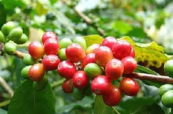 咖啡的种植与栽培 咖啡的栽培技术技巧介绍 咖啡生豆种植过程的变