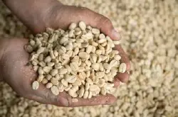 咖啡价格不断下降 咖啡豆需求上升或会促进产品提升质量
