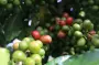 铁毕卡(Typica)咖啡豆品种特征介绍 铁皮卡咖啡的风味口感特点