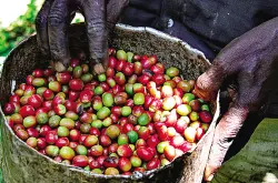 美妙奇特的非洲本地的精品单品咖啡的口感以及风味越来越受大众的