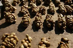 全球最贵的咖啡 印尼咖啡 猫屎咖啡的介绍 Kopi Luwak 印尼 麝香