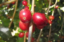 巴拿马咖啡的主要产区 巴拿马咖啡的种植坏境 巴拿马咖啡的种植优