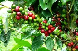 秘鲁咖啡的产地 秘鲁咖啡的特色 秘鲁咖啡的市场