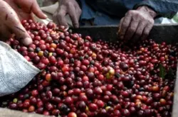 种植咖啡树的条件 咖啡树种植 咖啡树的成长环境 什么是咖啡带