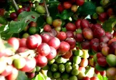中国凌丰咖啡的种植面积 凌丰咖啡公司的生产线 中国咖啡庄园
