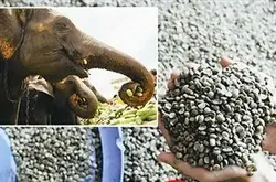 亚洲产区黑色象牙咖啡又名象粪咖啡豆形成的原理以及象粪咖啡的制