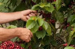 咖啡豆种植 咖啡豆是怎样生长的 咖啡树种植需要什么条件？