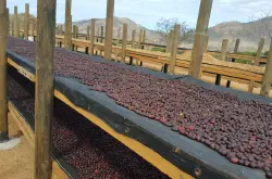 哥斯达黎加蒙雪莉红蜜处理咖啡 哥斯达黎加蜜处理咖啡豆特点故事