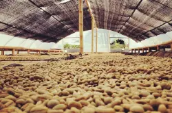 西爪哇爱嫚妮 | 关于西爪哇咖啡的故事，西爪哇咖啡豆的风味和口