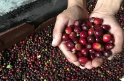 Wush Wush埃塞俄比亚咖啡风味引进哥伦比亚咖啡品种产地计划介绍