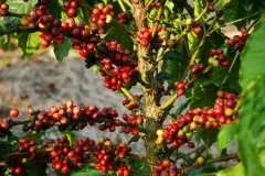 气候变化或将在2080年导致野生咖啡灭绝