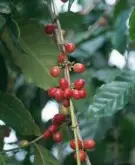 埃塞俄比亚哈拉尔咖啡风味