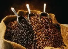 国王的咖啡-波多黎各尧科咖啡