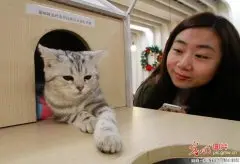 猫咪主题咖啡馆亮相南京
