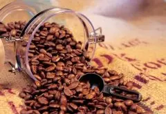 咖啡豆的同化