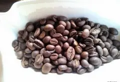 罗布斯塔咖啡种猫屎咖啡
