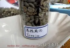 咖啡豆图片 印尼苏拉威西toraja塔拉加