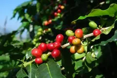 咖啡树的三大原种