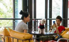 韩国最潮的狗狗咖啡馆