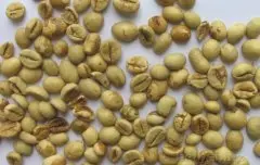 北苏门答腊A.P.罗布斯塔咖啡生豆