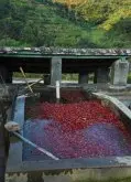 云南咖啡豆的湿处理法和步骤