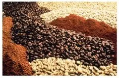 小粒种咖啡对生长环境特殊的“要求”