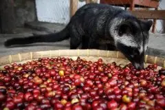 麝香猫咖啡——最昂贵的咖啡之一