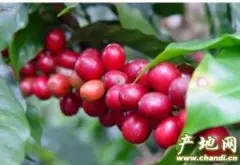 最大的精品咖啡生产地 美洲巴西咖啡豆