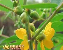 泸县奇峰镇引种草本咖啡 开启农户增收新渠道