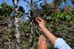 美国政府拨款研究如何消灭咖啡豆致命真菌
