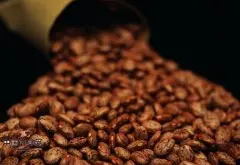 咖啡果实种植园